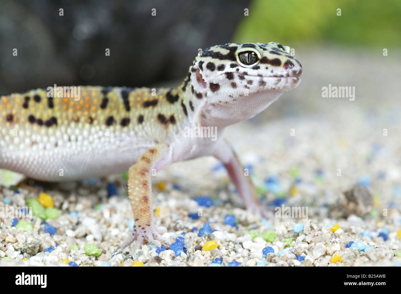 Reptile Stock Photo