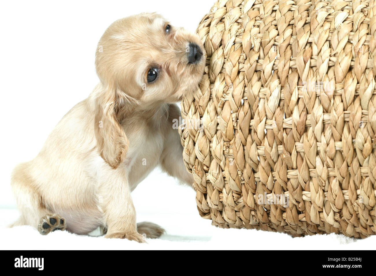 Puppy and basket Stock Photo - Alamy