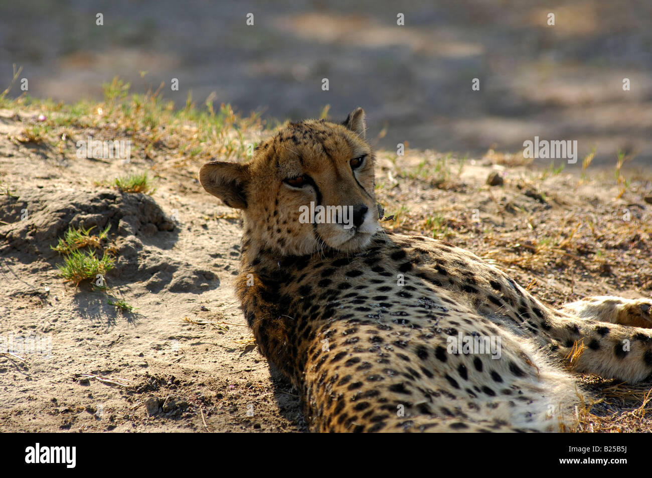 Cheetah, Acinonyx jubatus, Savuti Game Reserve, Botswana Stock Photo