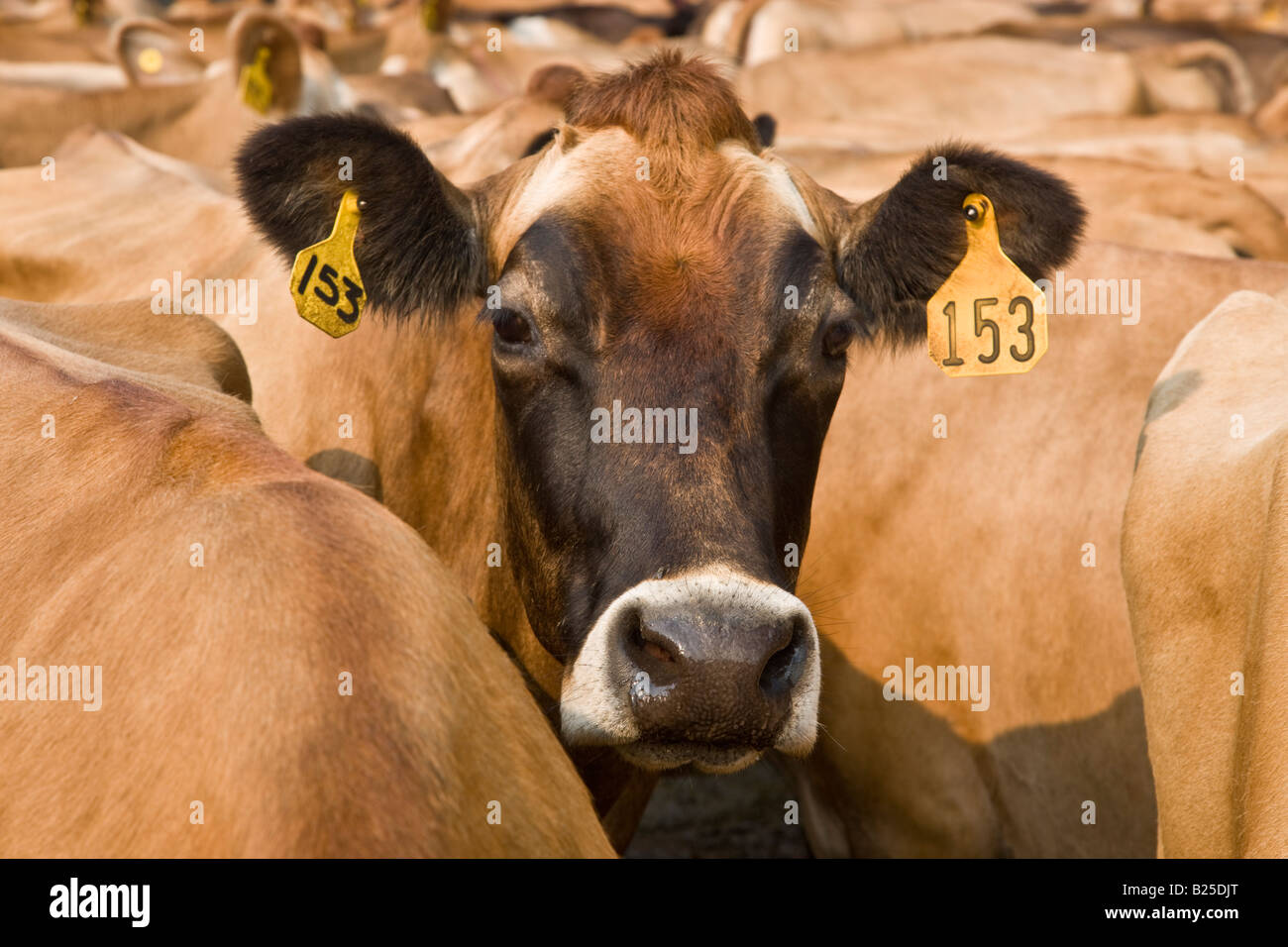 Jersey cow communicating Stock Photo Alamy