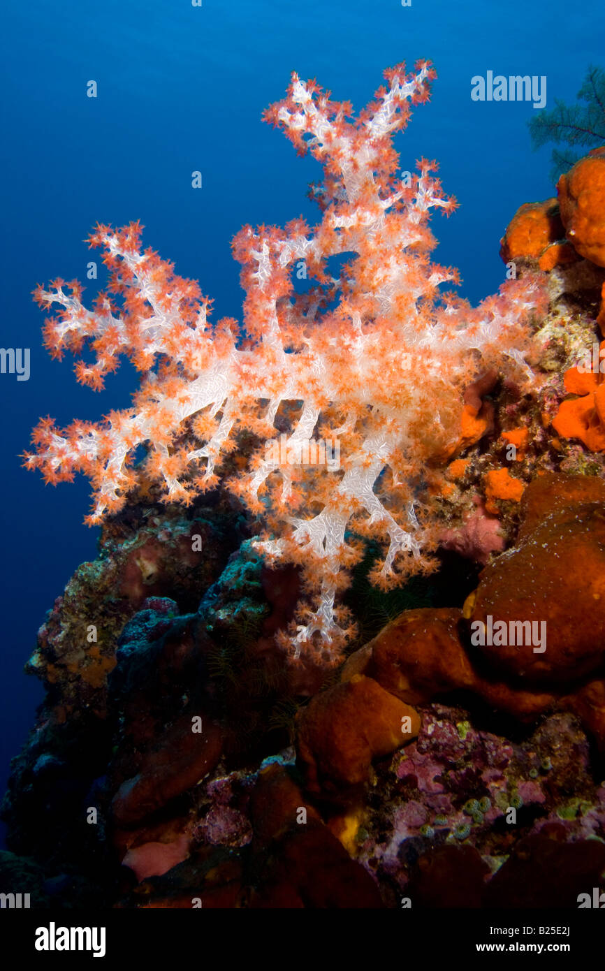 Soft corals in Halmahera, Indonesia Stock Photo