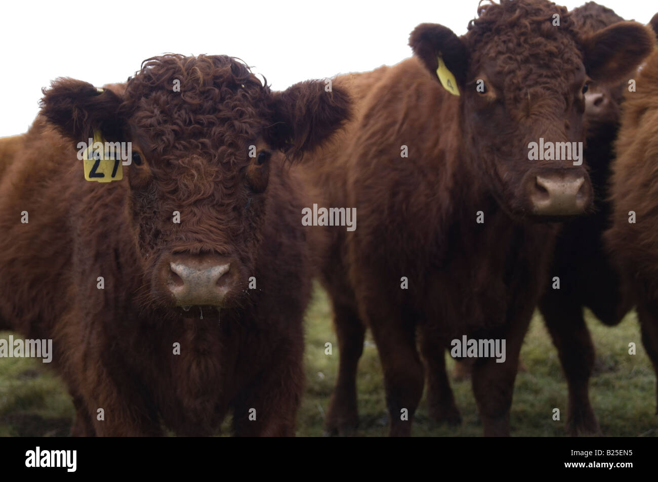 Portrait of Luing cattle herd in the Yorkshire Dales, UK Stock Photo