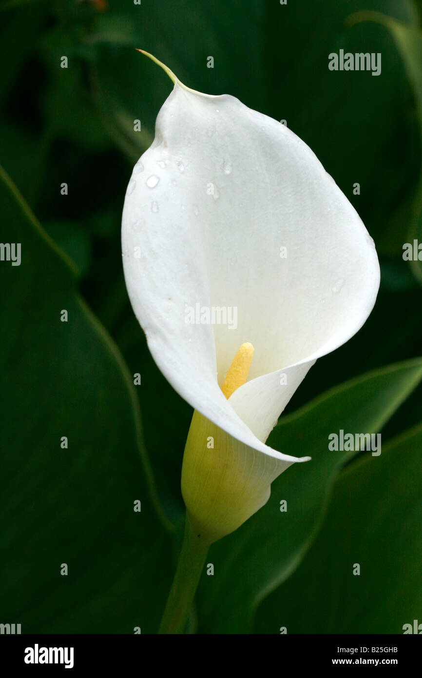 white arum lilly flower Stock Photo