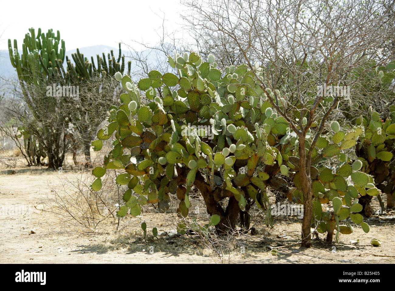 Opuntia Cactus and Candelabra Cacti Myrtillocactus cochal, Sierra Madre