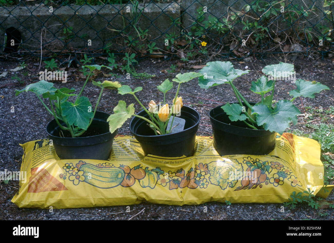 Courgettes In Growbag Peat Stock Photo