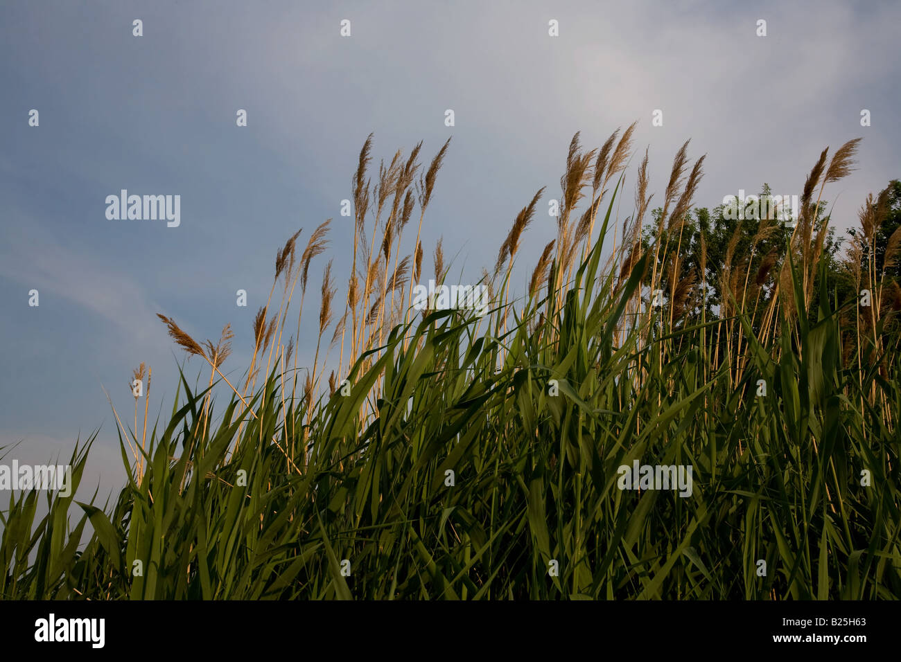Tall grass at Malden Park, Windsor, Ontario Canada Stock Photo