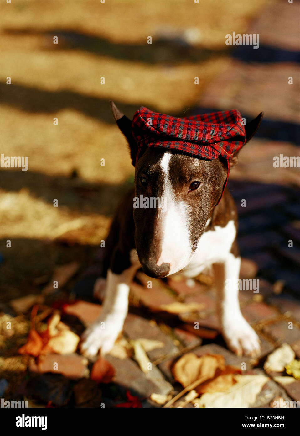Dog with hat Stock Photo - Alamy