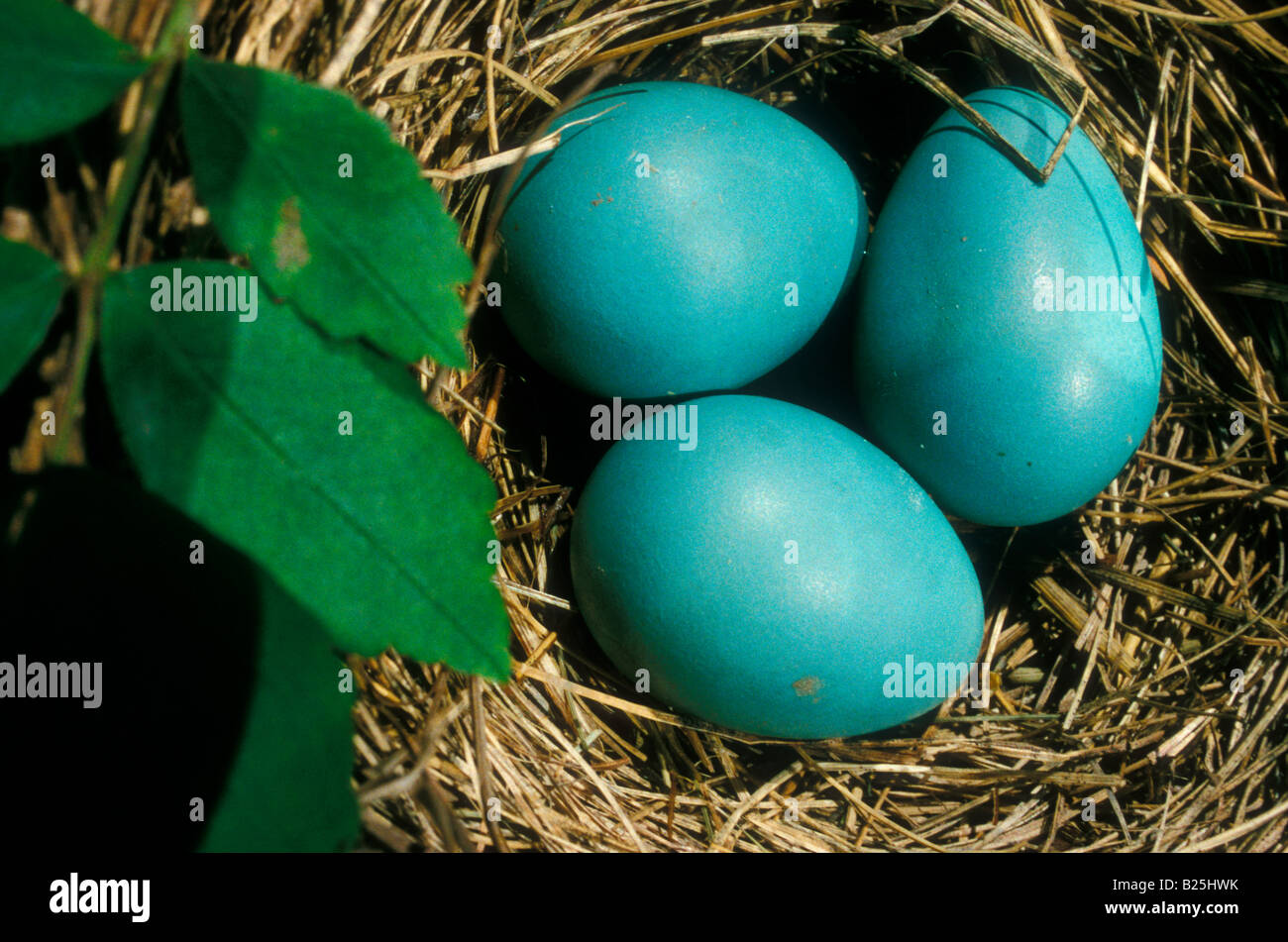 Robin eggs in nest USA Stock Photo