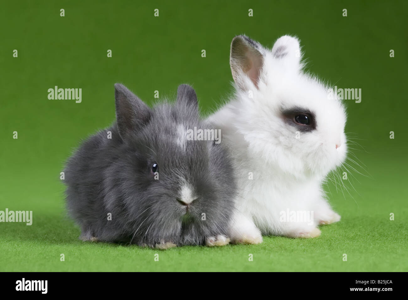 grey and white bunny isolated on green background Stock Photo - Alamy