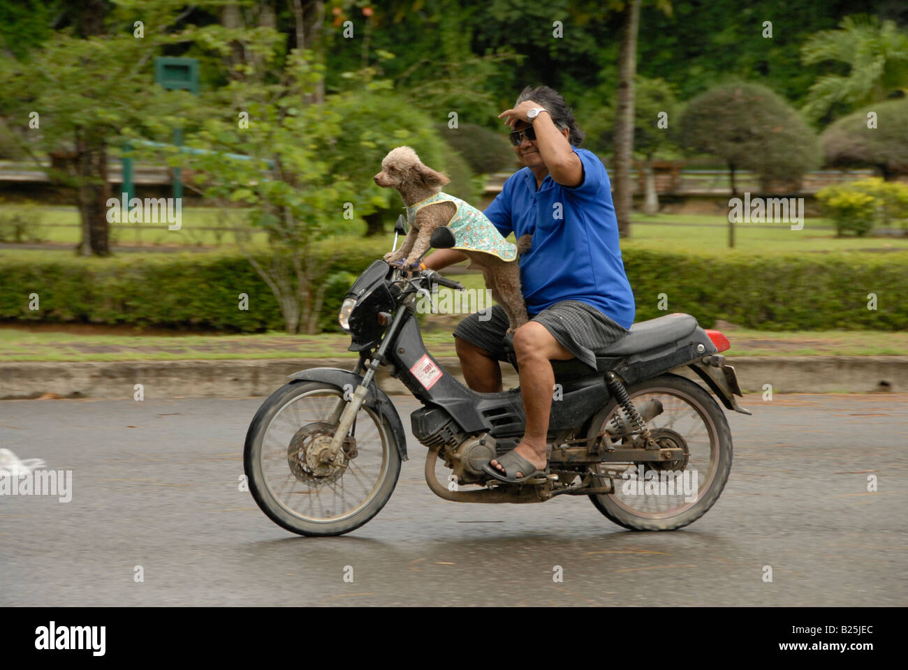 crazy motorbike rider with his poodle , phangnga, thailand Stock Photo