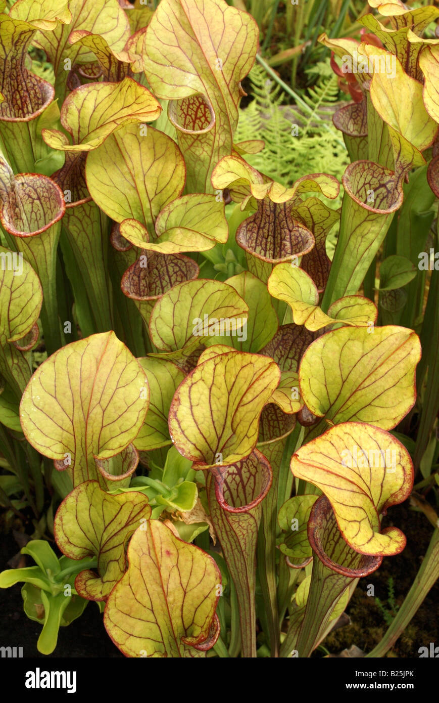 The pitcher plant Sarracenia oreophila Wherry Stock Photo