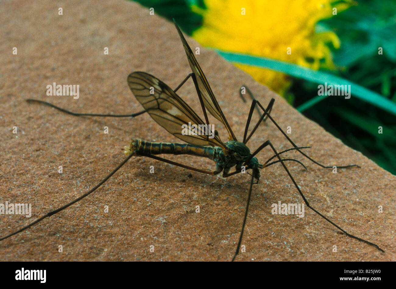 Central Crane Fly Tipula cunctans Stock Photo