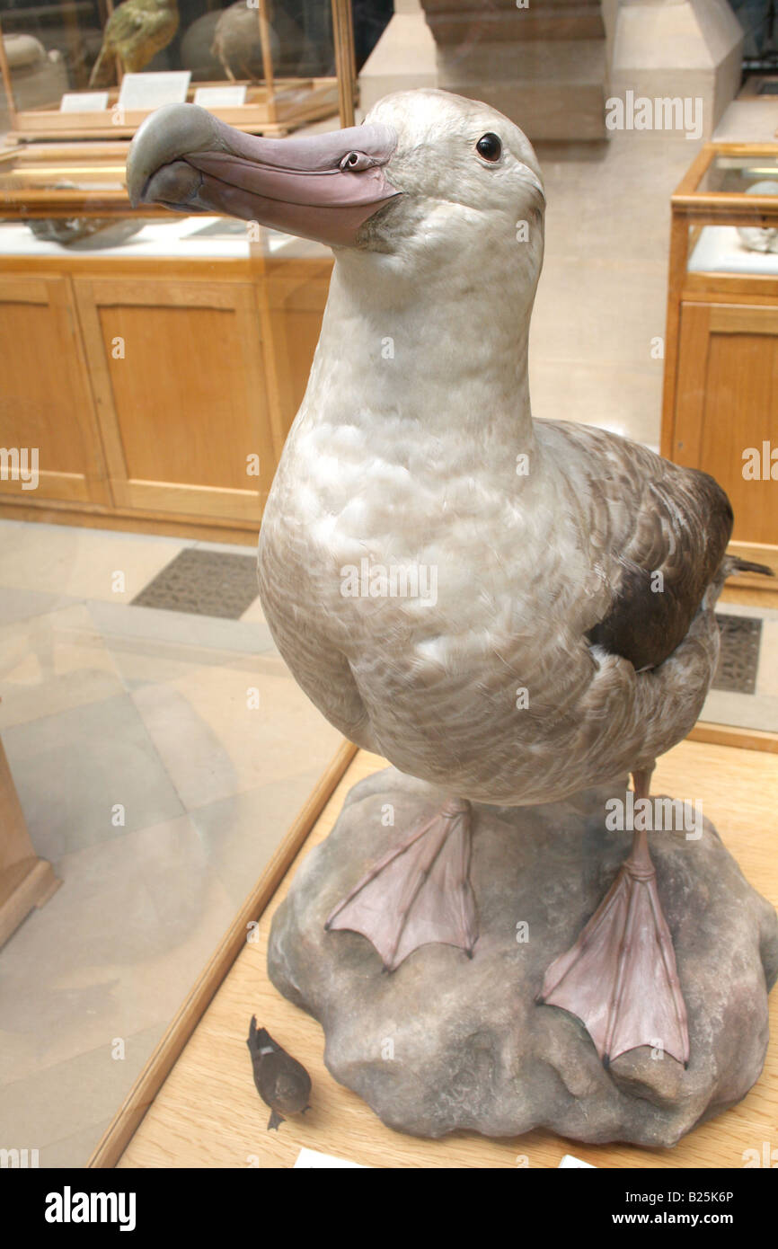 stuffed albatross