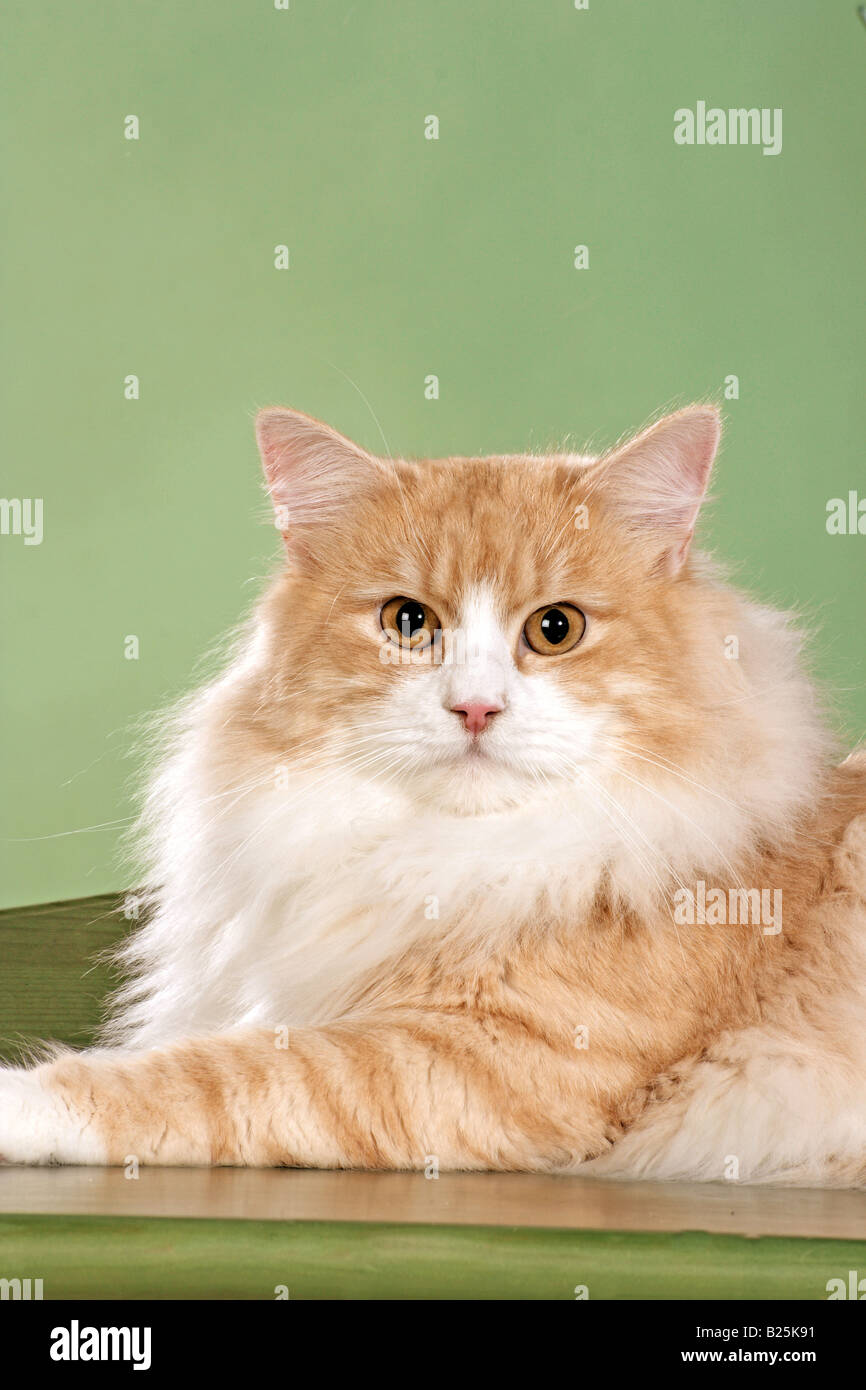Siberian Forest Cat Lying Stock Photo Alamy