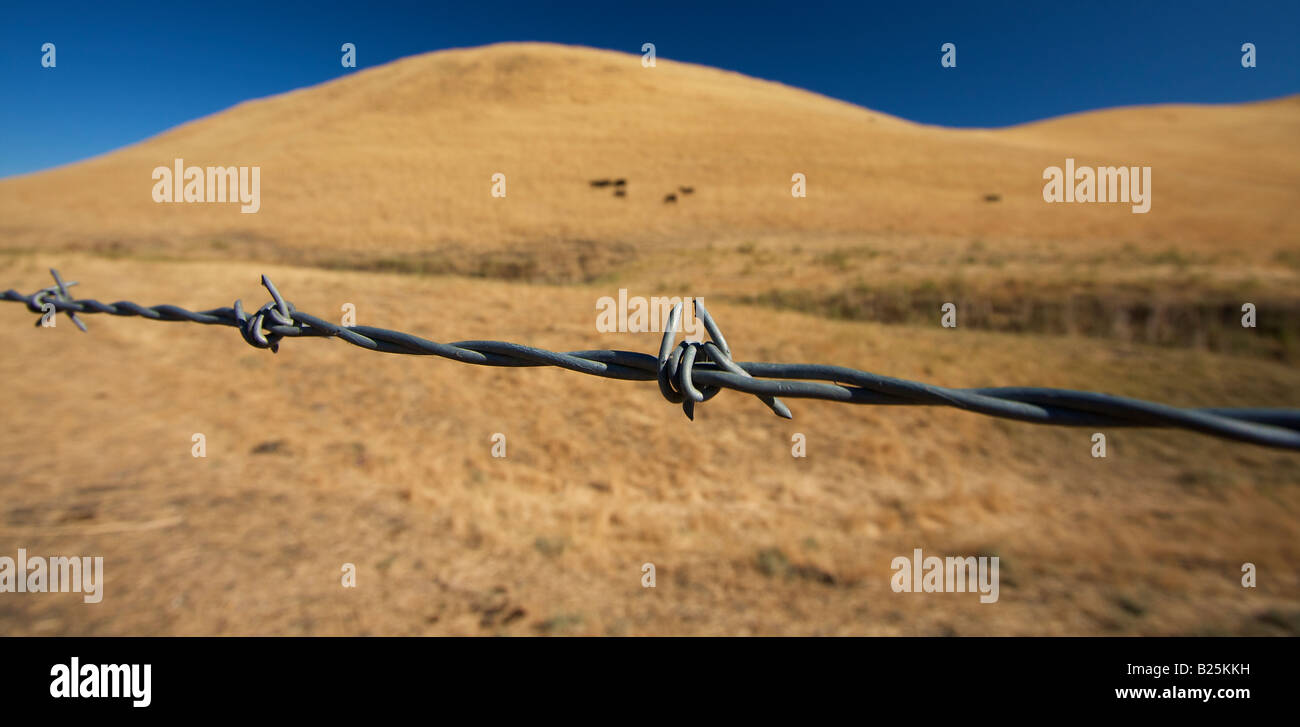 California barbed hires stock photography and images Alamy