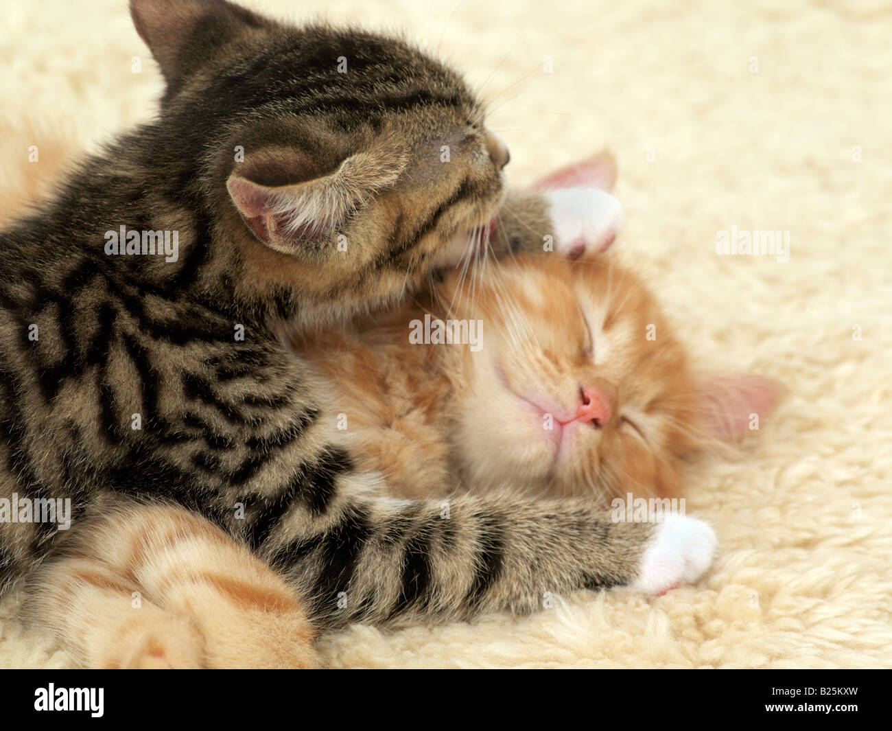 Two Tom Kittens Washing Each Other Stock Photo Alamy