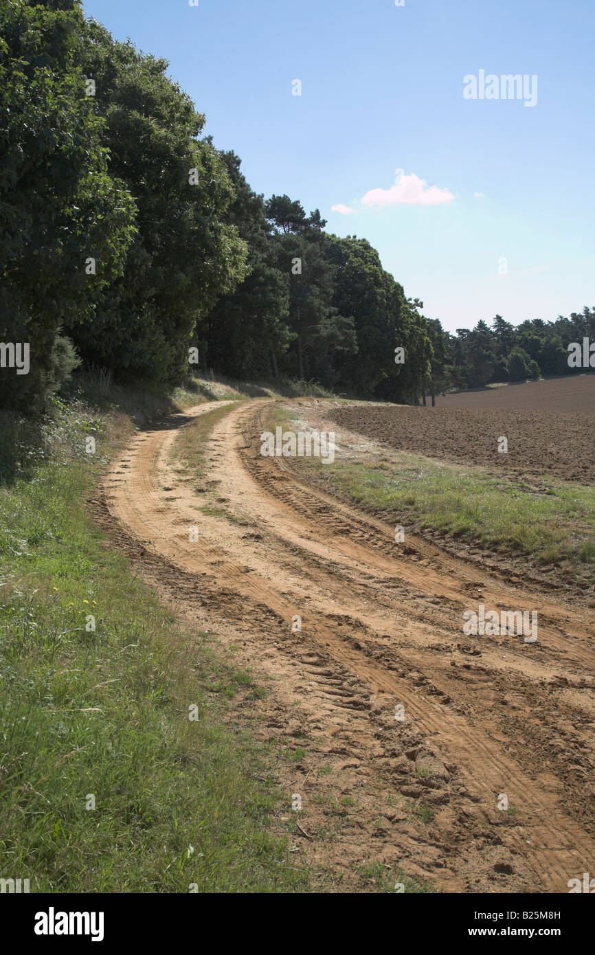 Sandy farm track and field near Sutton, Suffolk Sandlings, Suffolk, England Stock Photo Alamy