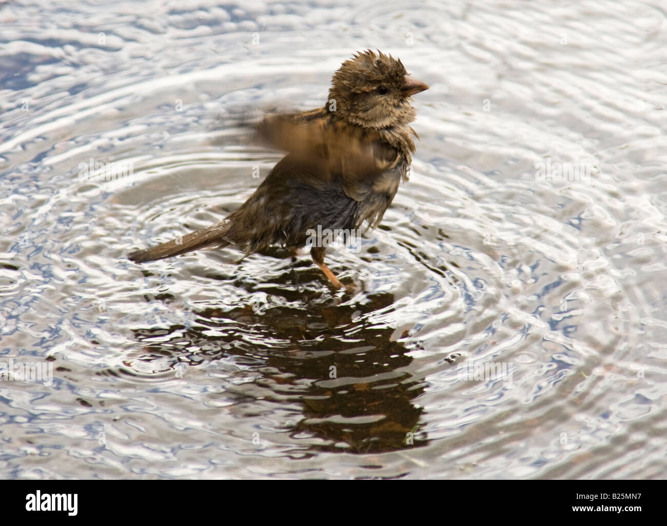 Sparrow cleaning feathers in puddle. Stock Photo