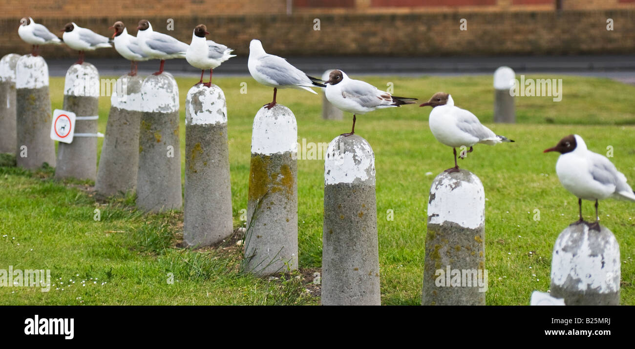 Seagulls sitting on bollards Stock Photo