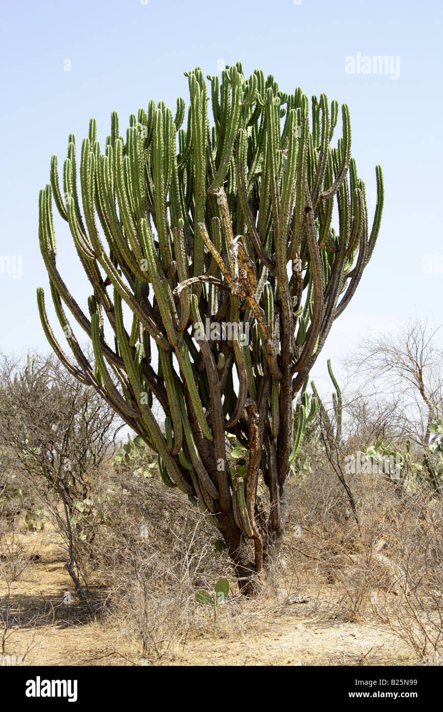 Candelabra Cacti Myrtillocactus cochal, Sierra Madre, Oaxaca State, Mexico Stock Photo