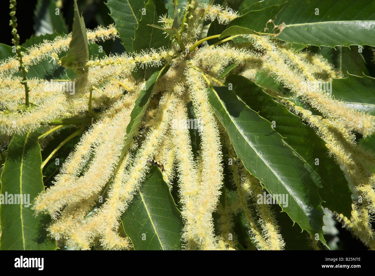 Castanea sativa Sweet chestnut tree leaves flowers Stock Photo Alamy