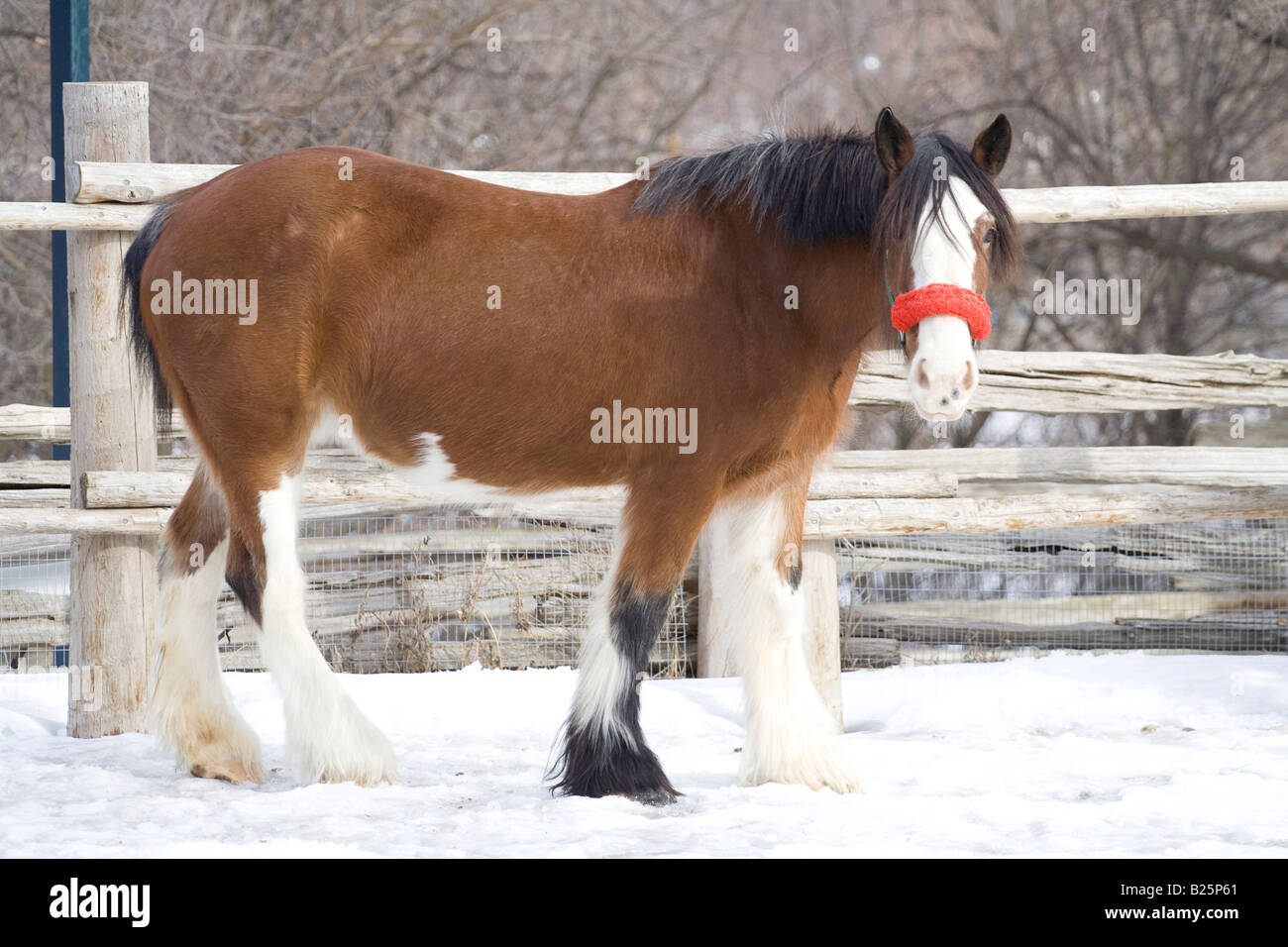 picture of a farm animals Stock Photo - Alamy