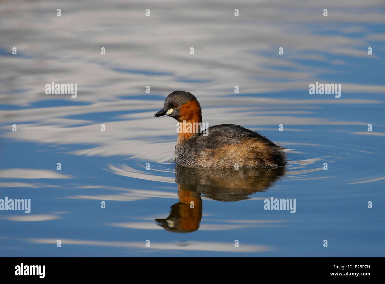 Dabchick or Little Grebe, Tachybaptus ruficollis, on calm blue water, Paarl Bird Sanctuary, Cape Town, South Africa Stock Photo