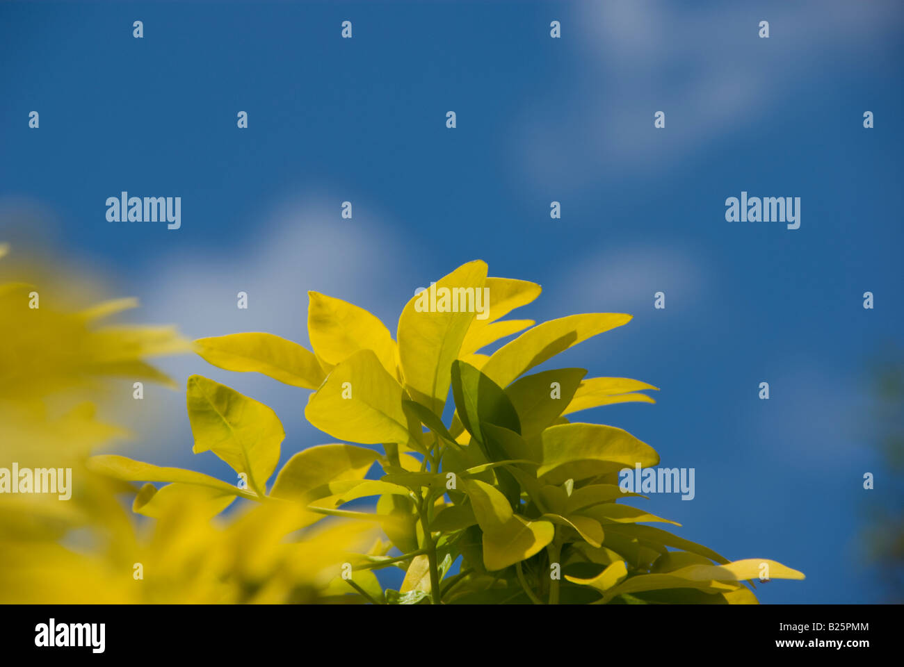 Yellow leaves of a plant against blue sky with clouds Stock Photo - Alamy