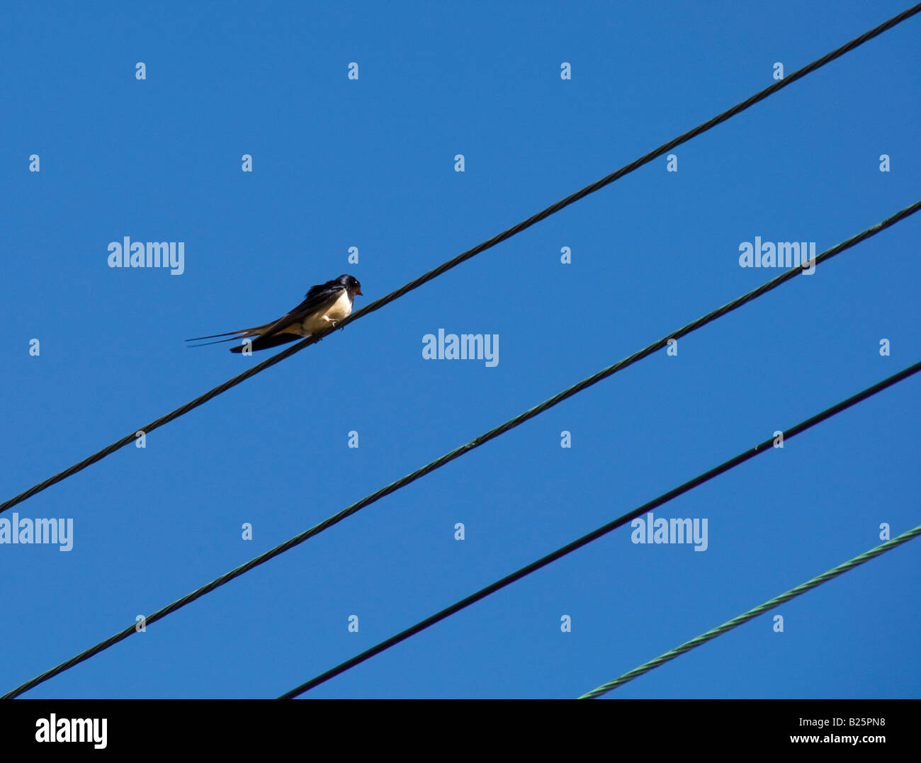 Swallow sitting on the wire Stock Photo