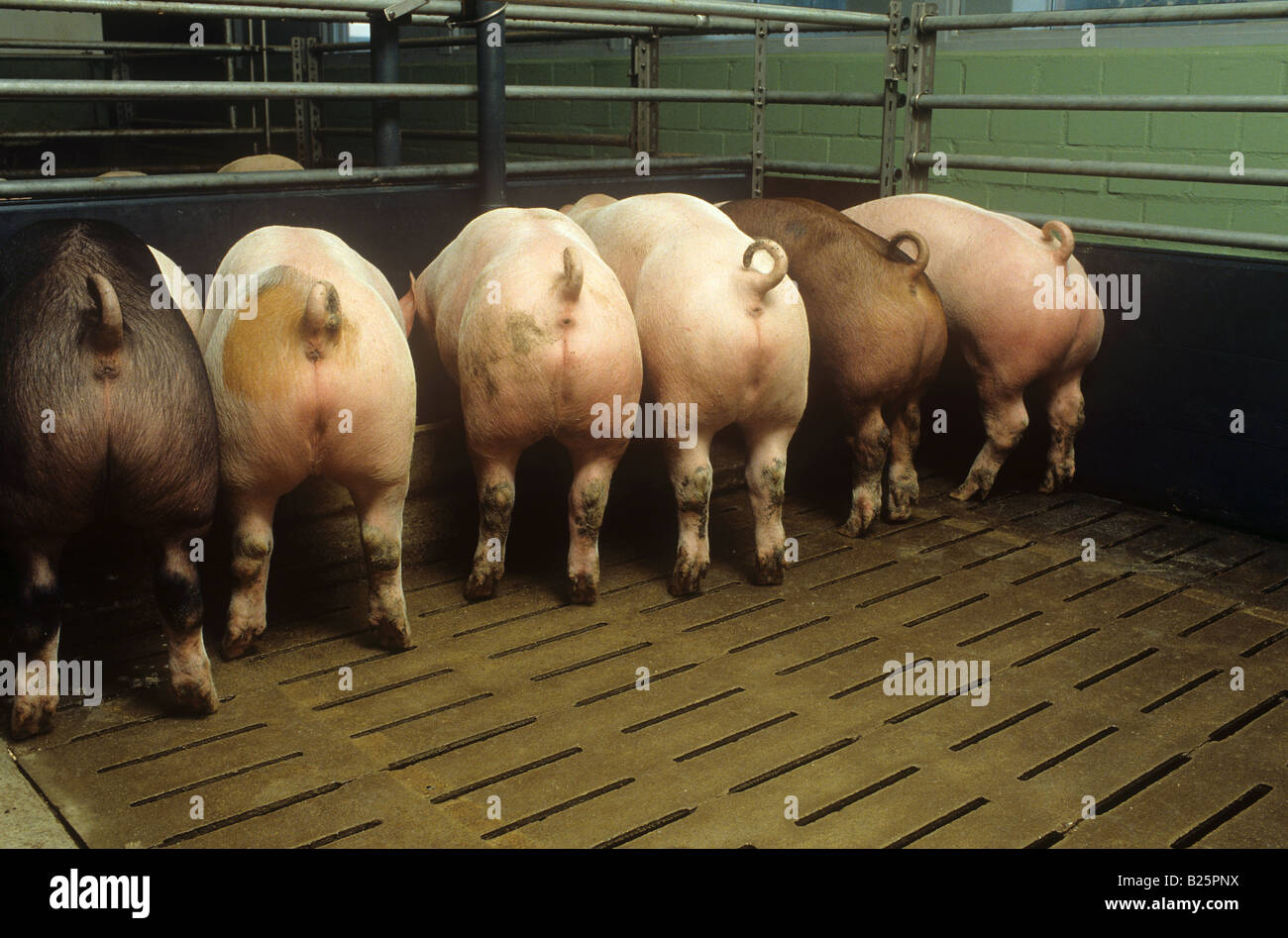 dometic pigs munching at feeding trough Stock Photo Alamy