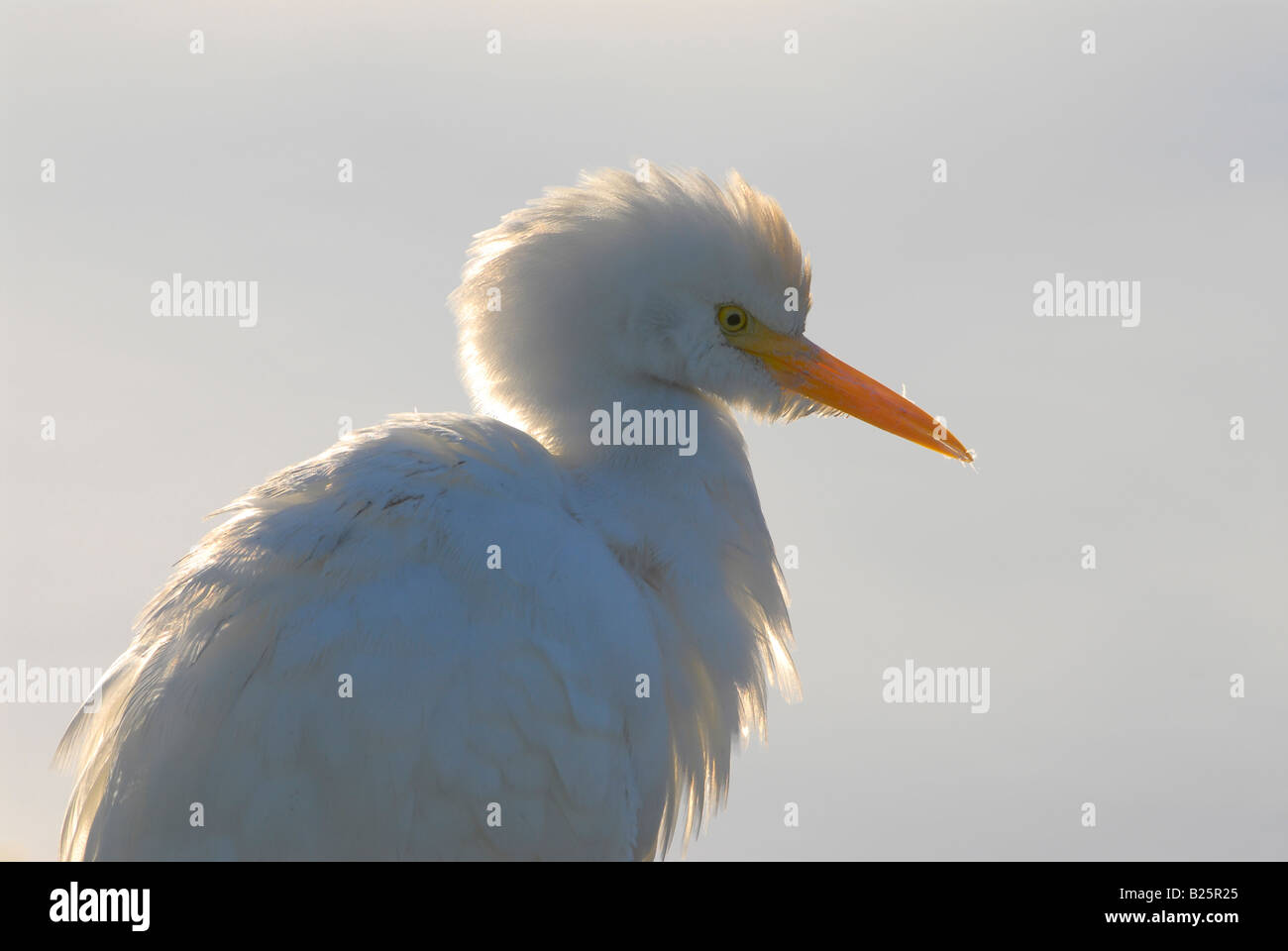 Cattle egret, close-up, Strandfontein, South Africa Stock Photo