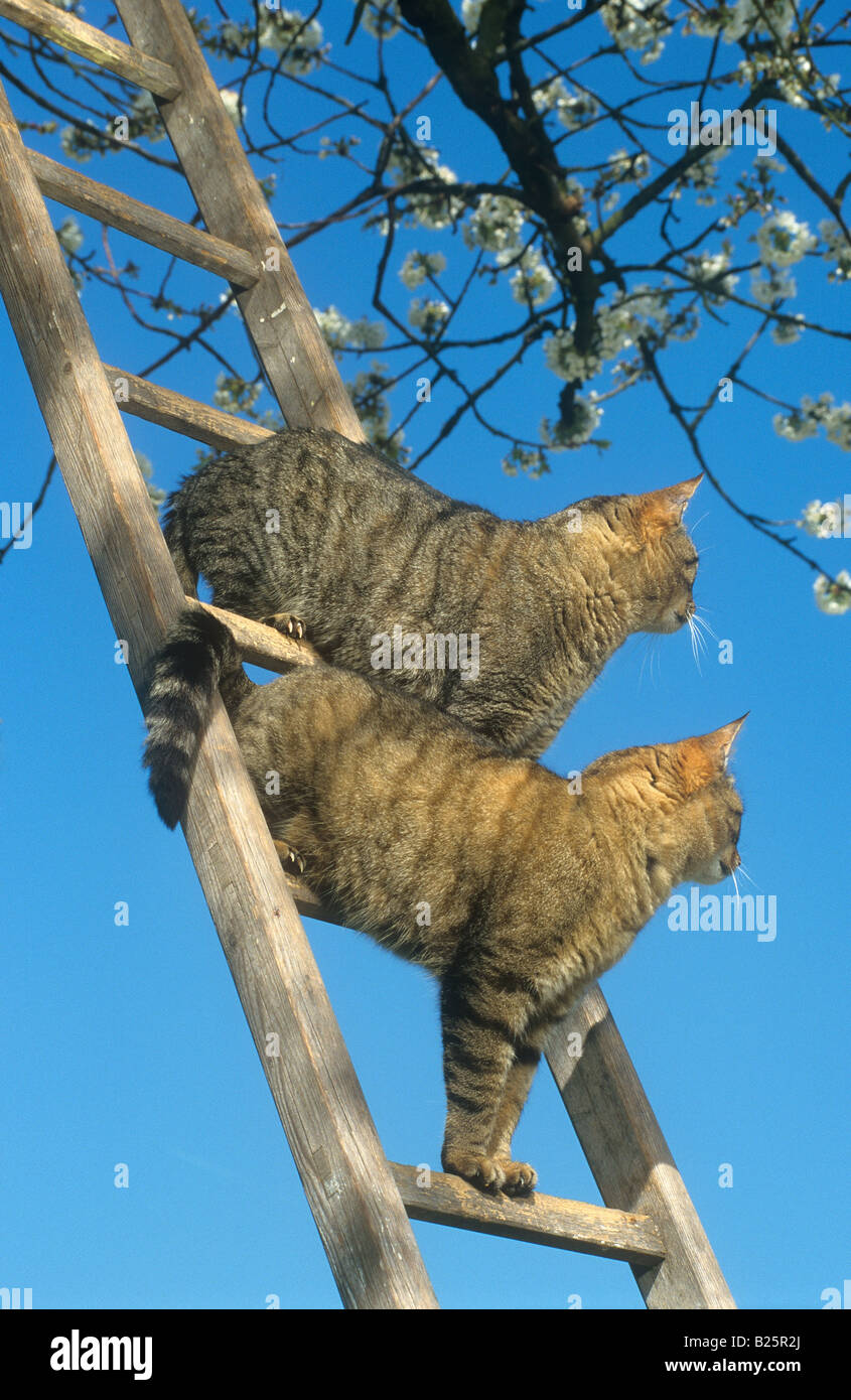 two domestic cats - standing on ladder Stock Photo - Alamy