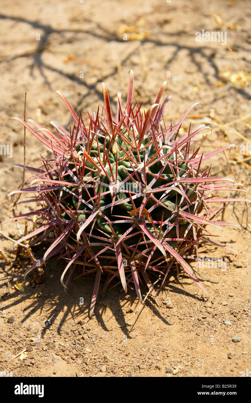 Devil's Tongue Barrel Cactus or Crow's Claw Cactus, Ferocactus latispinus, Sierra Madre, Oaxaca State, Mexico Stock Photo