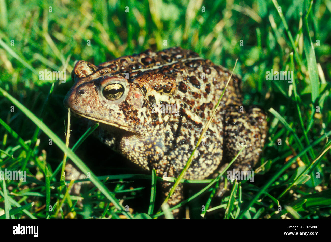 American Toad Bufo Americanus Stock Photo - Alamy