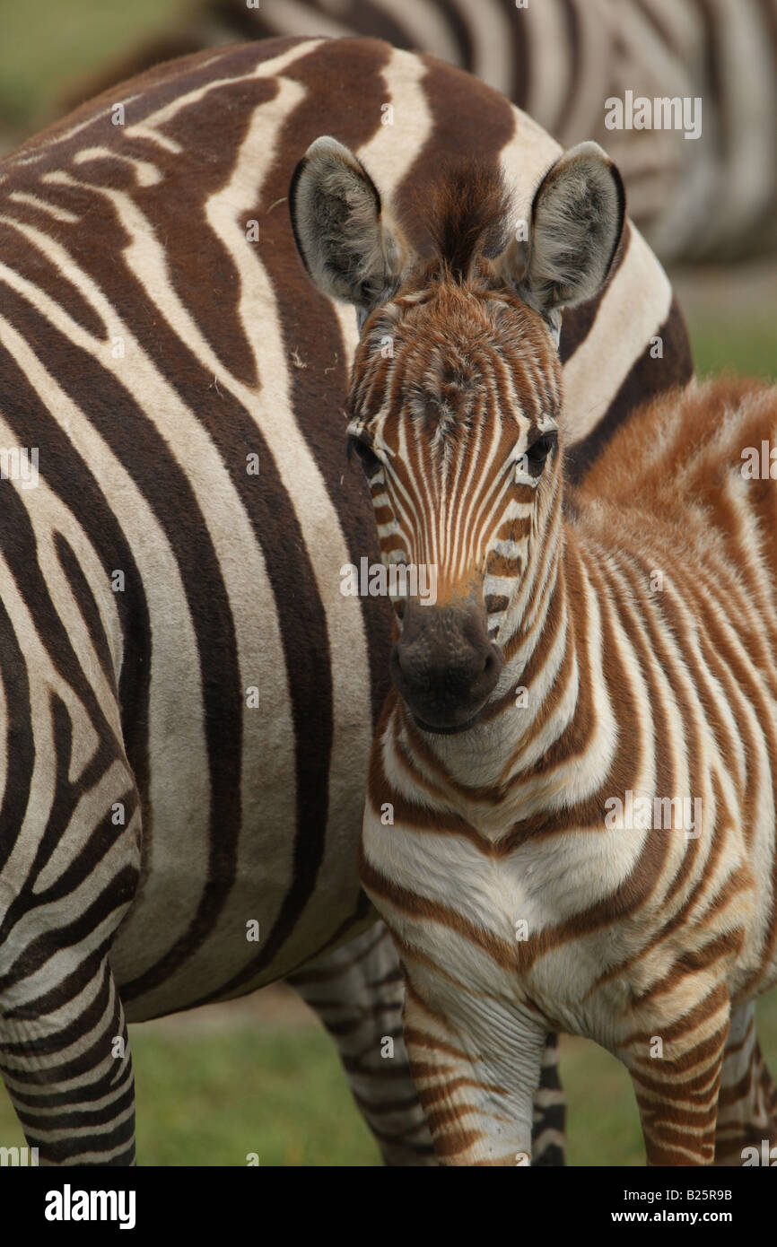 baby zebra, calf Stock Photo Alamy