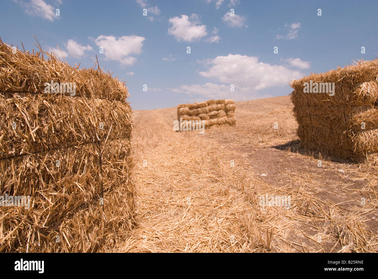 straw after harvest in Andalusia, Spain Stock Photo Alamy