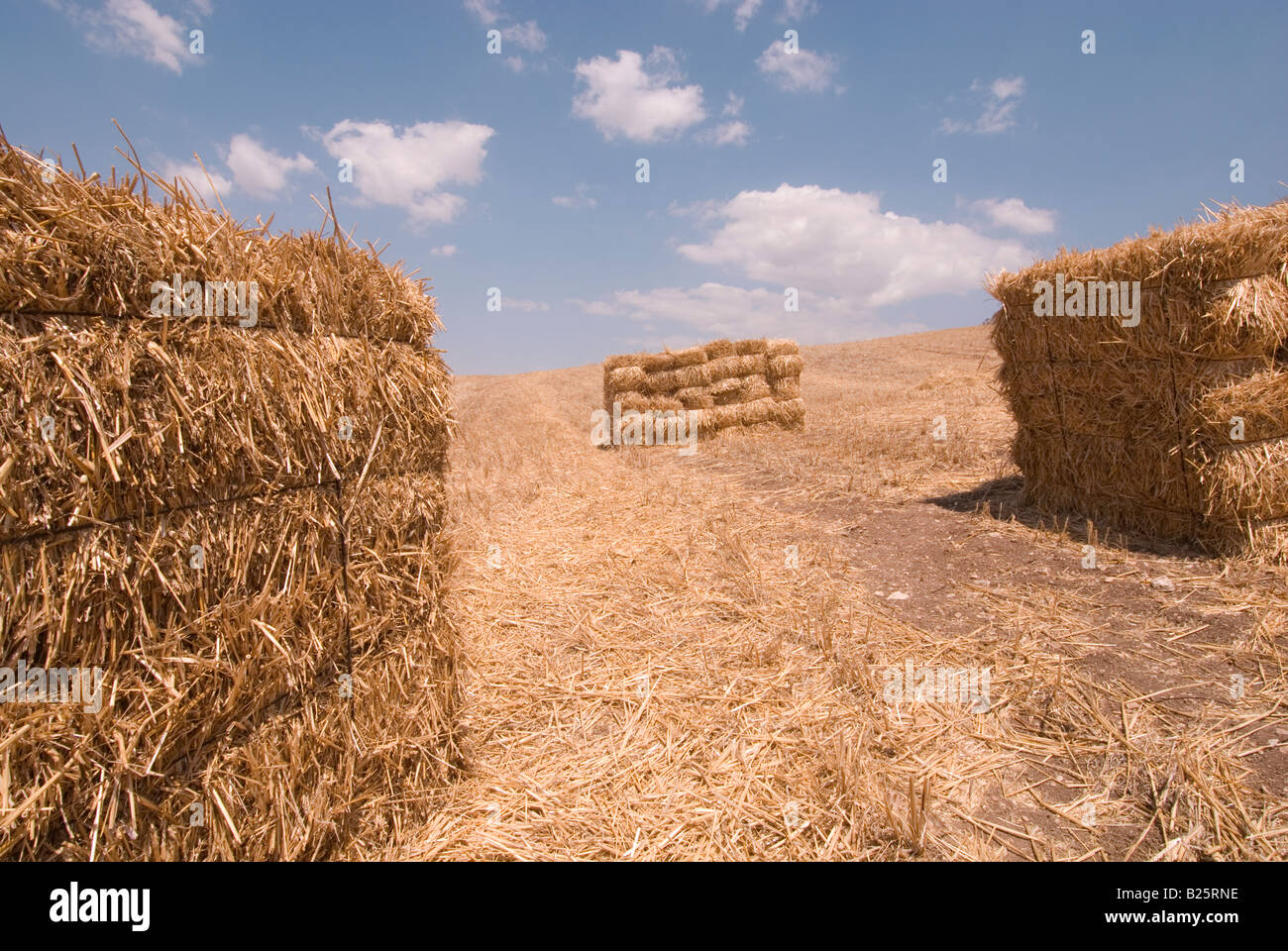 straw after harvest in Andalusia, Spain Stock Photo