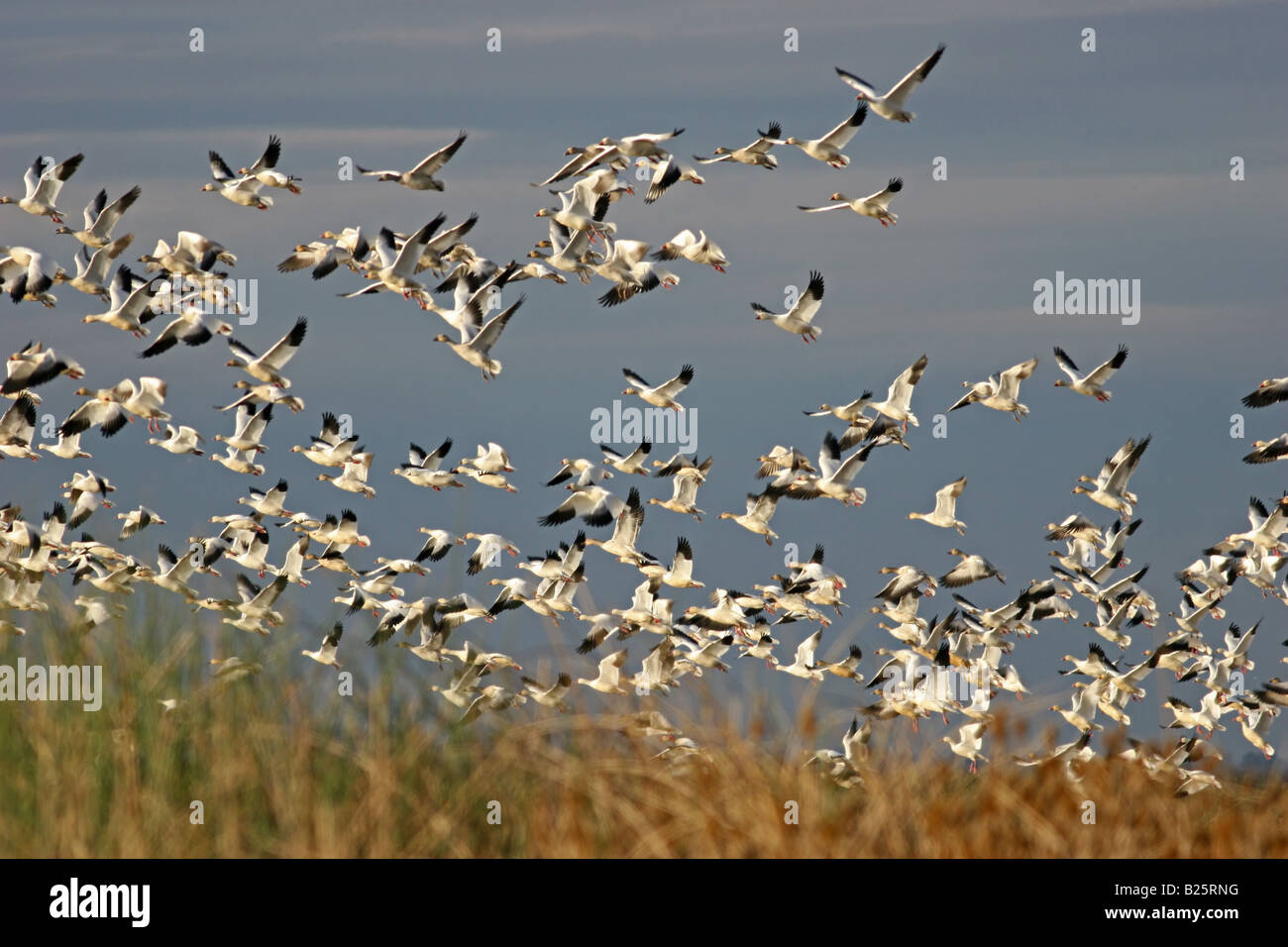 Snow Geese (Chen caerulescens) flying - Sacramento Wildlife Refuge, California, USA Stock Photo