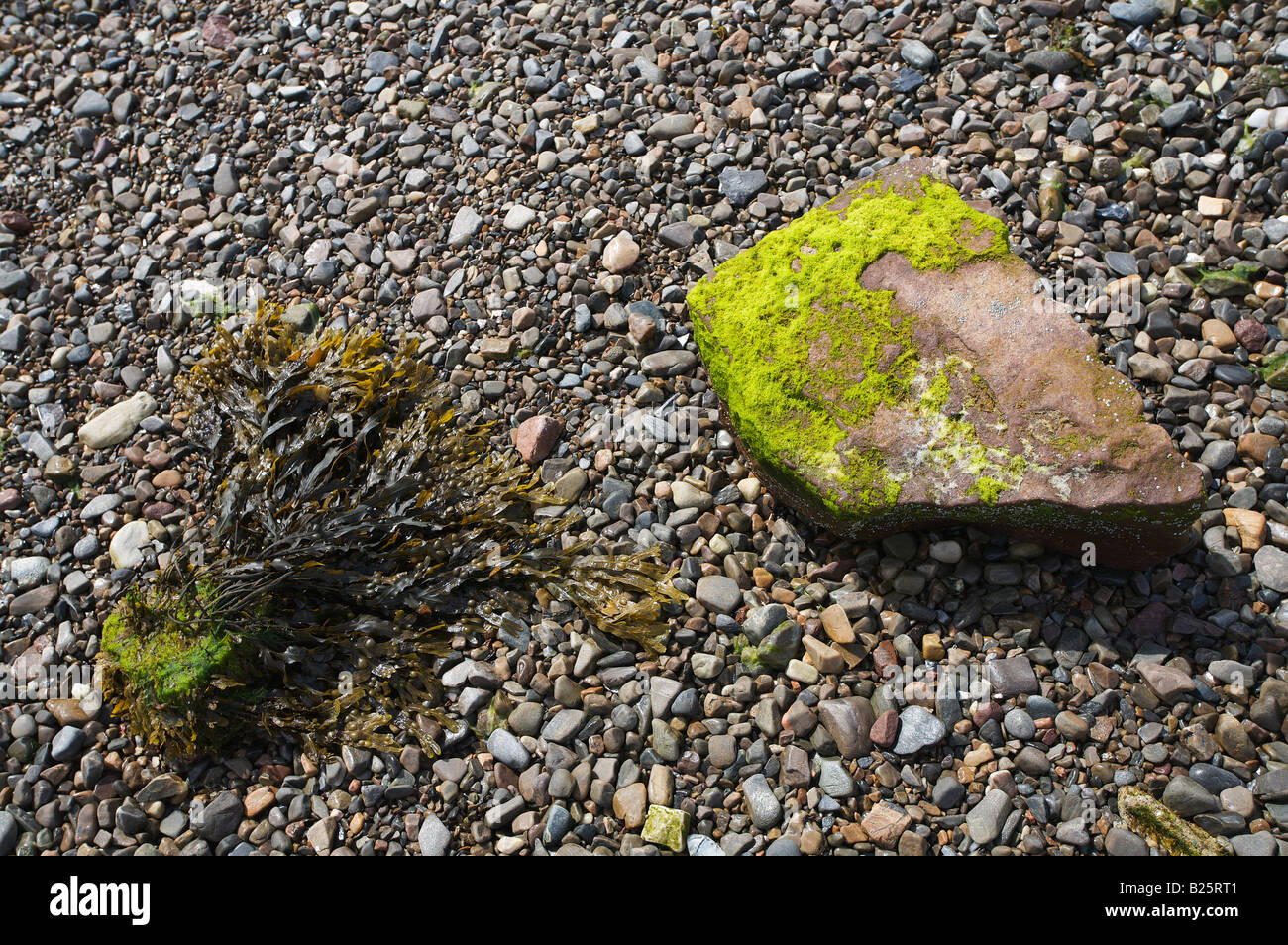 A rock with green algae by some seaweed on the beach in Ullapool Stock Photo