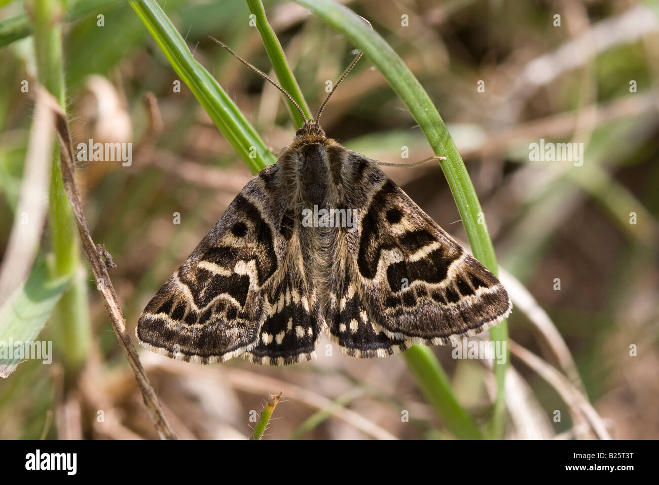 Mother Shipton - Callistege mi Stock Photo