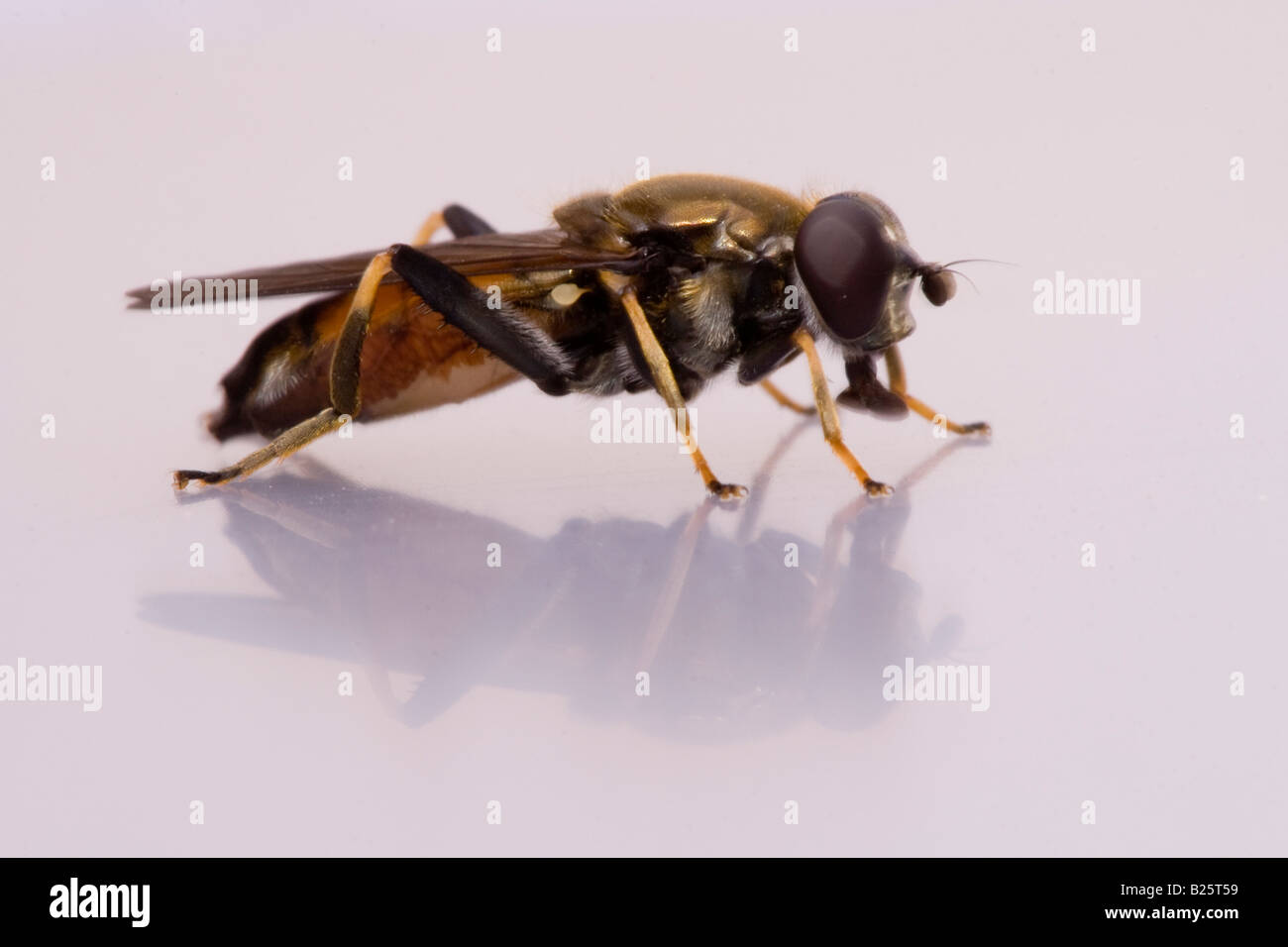 Diptera Stock Photo