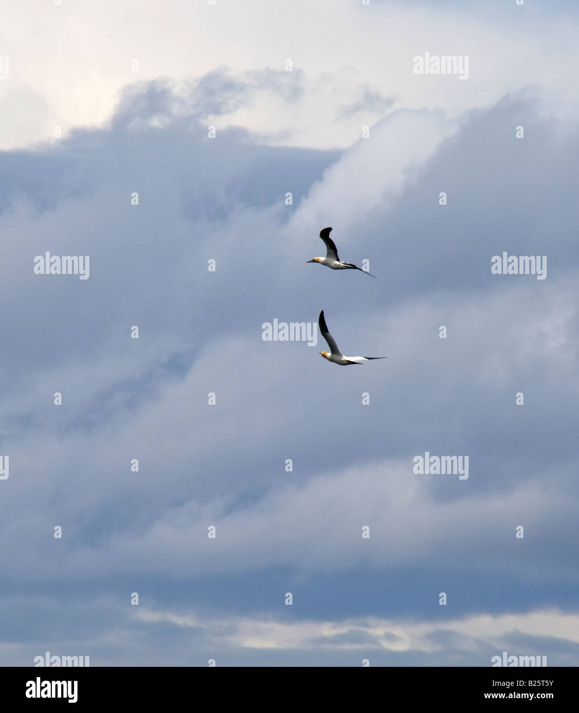 Two Gannets flying in cloudy sky. Stock Photo