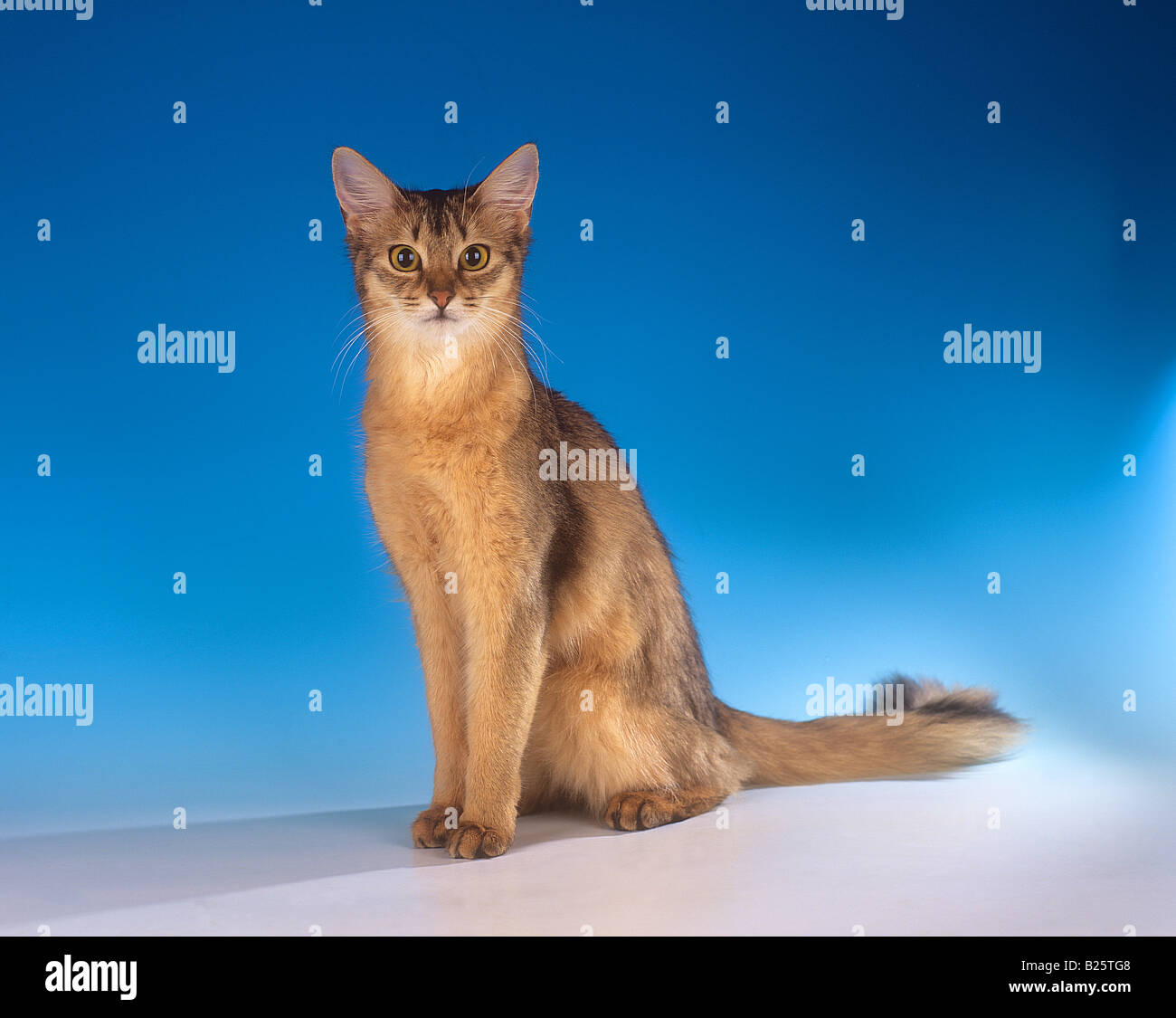 Blue Somali Cat High Resolution Stock Photography And Images Alamy Blue Somali Cat High Resolution Stock Photography And Images Alamy