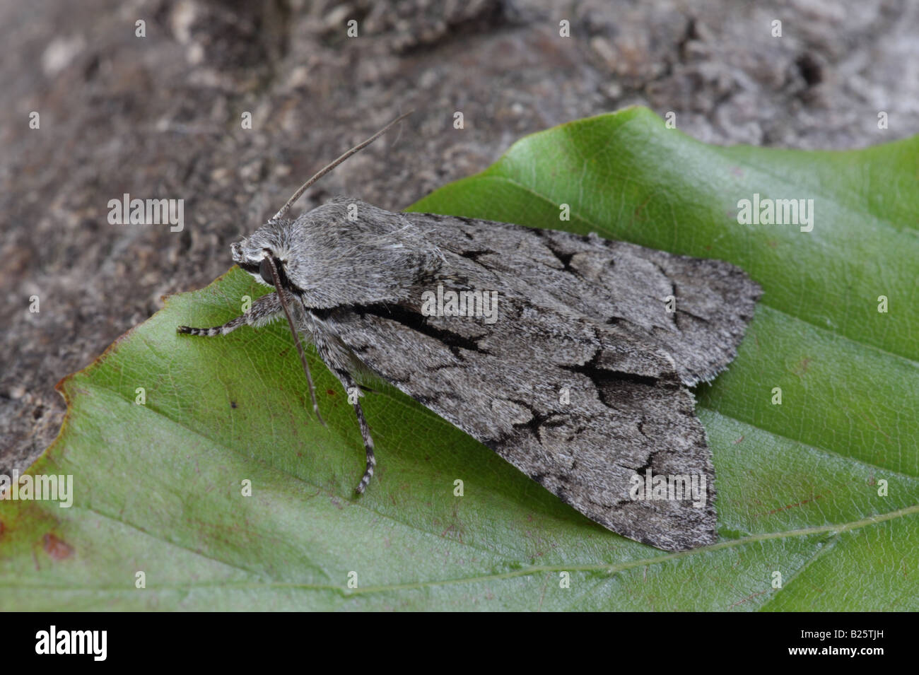 Grey Dagger - Acronicta psi Stock Photo