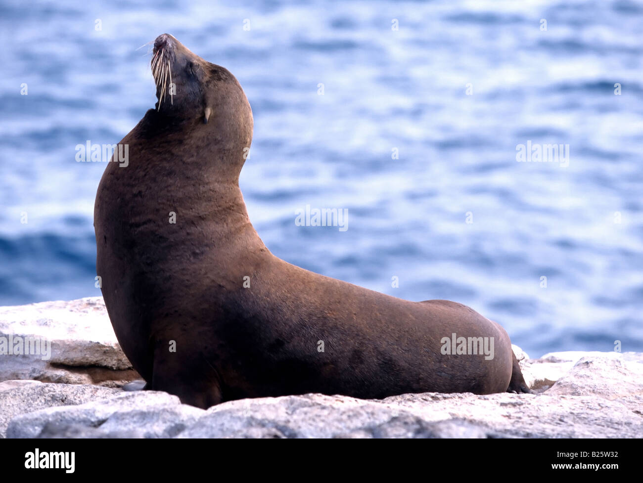 A bull sea lion poses with the same lines of a Jean Arp sculpture on top of a cliff by the sea on South Plaza Island Stock Photo