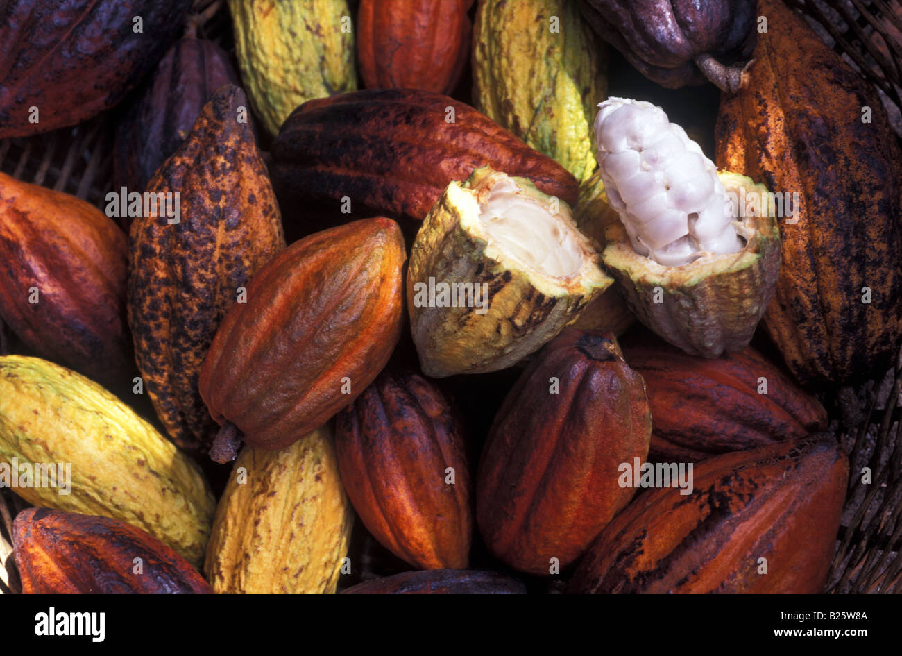 Cacao fruits for making chocolate Stock Photo Alamy