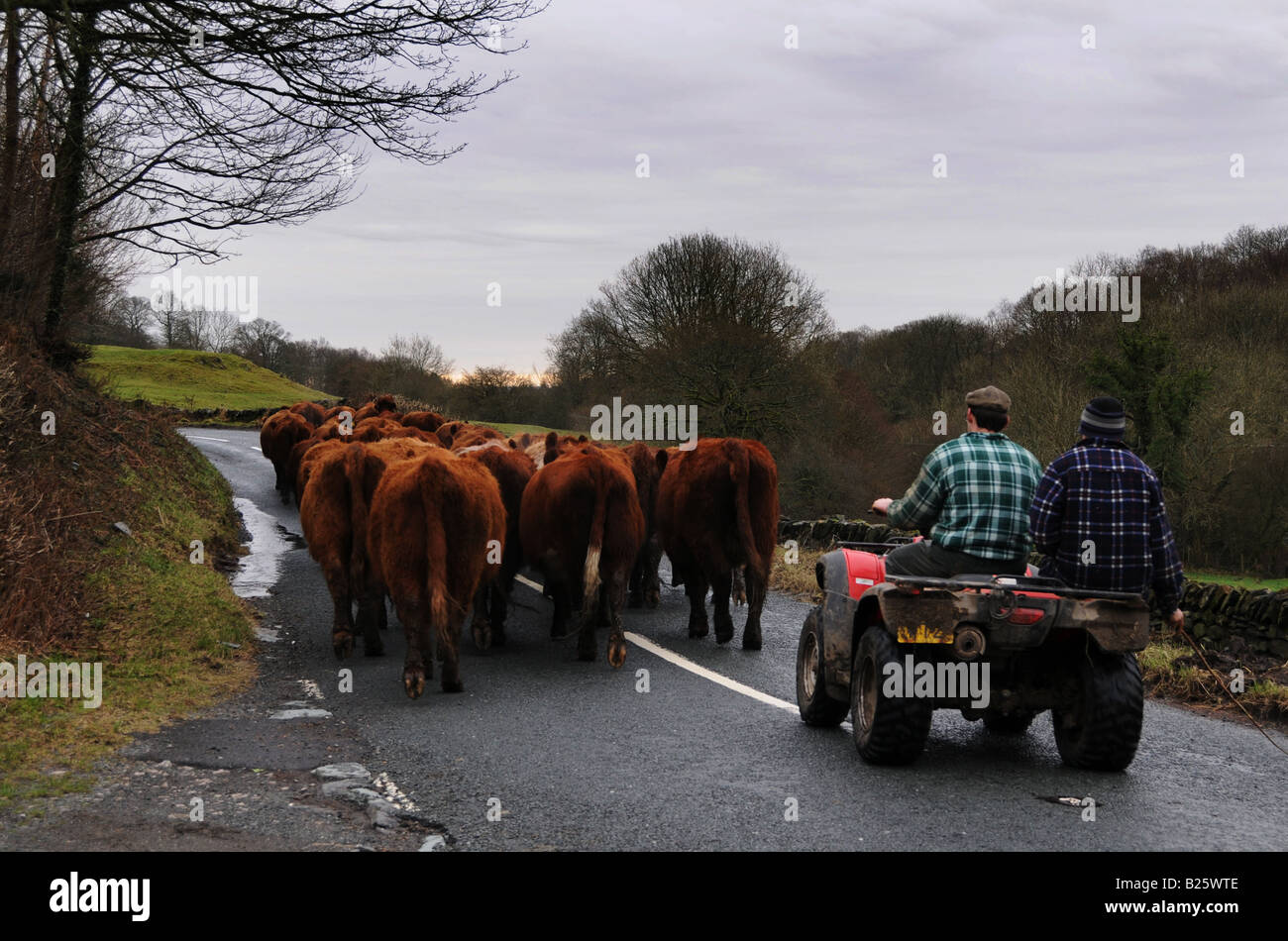 Cumbrian traffic jam. Stock Photo