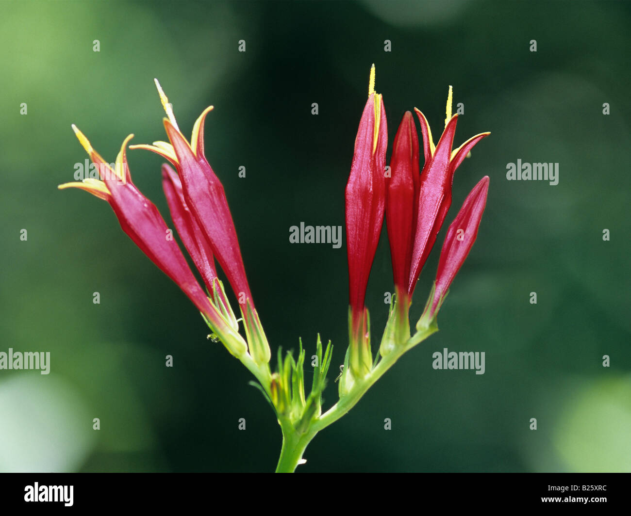 Indian Pink (Spigelia marilandica) at the Cheekwood Botanical Gardens Wildflower Garden Stock Photo