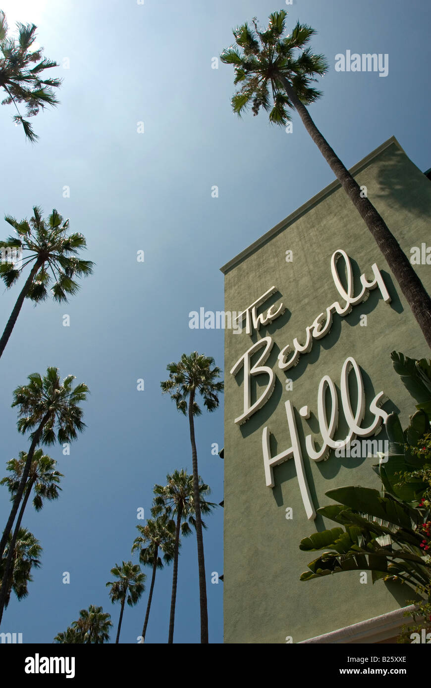 Native california palm tree palm trees arecaceae palmae palmaceae hi