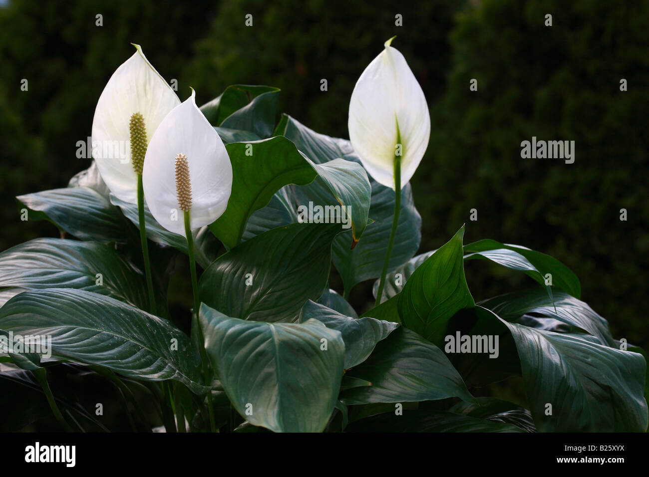 Spathiphyllum Peace Lily white wallisii detail of flowers plants close up closeup nobody display blurred blurry background in USA hi-res Stock Photo